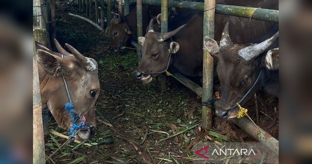 Jelang Idul Adha, Pemkot Jakbar Gencarkan Inspeksi Hewan Kurban di Penampungan