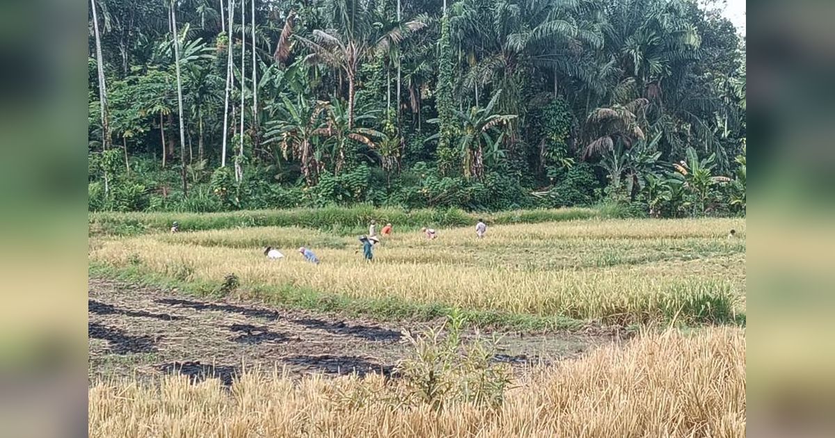 Pasaman Barat Perluas LP2B Jadi 7.275 Ha, Perkuat Ketahanan Pangan dan Lindungi Lahan Pertanian