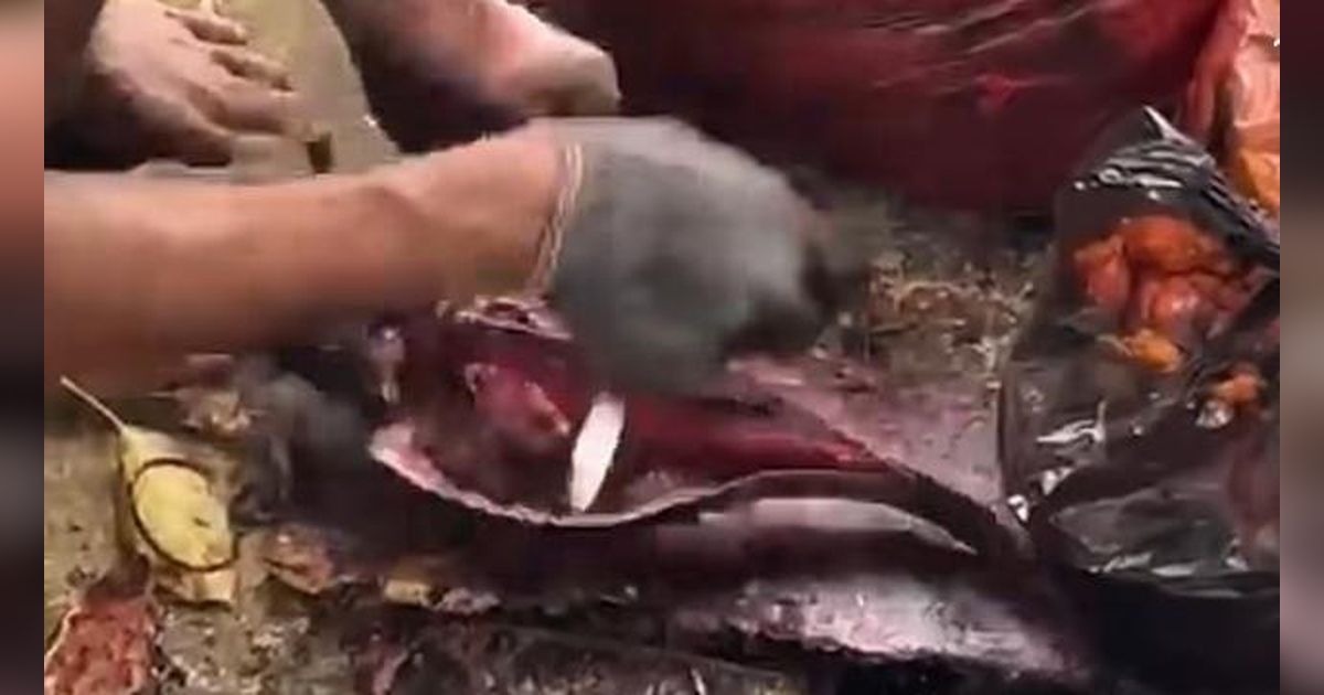 Warga Penangkap Ikan Sapu-Sapu di Kali Pasar Baru: Perkilo Dijual Rp15.000 ke Penampung