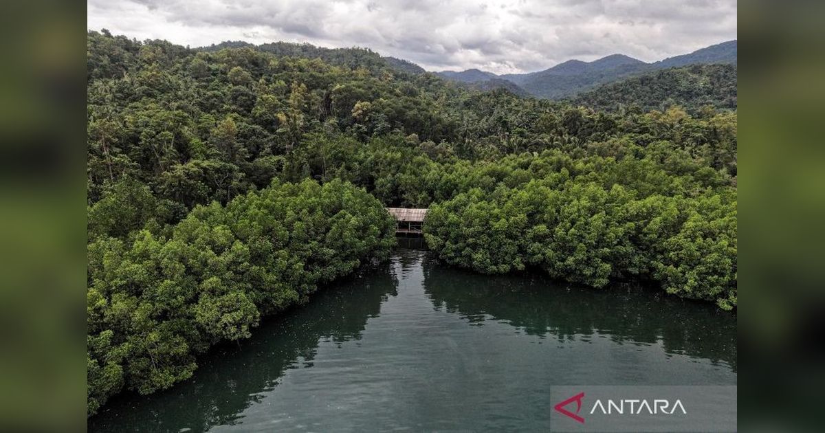 Permenhut 6/2026: Instrumen Kunci Stabilitas Proyek Karbon di Indonesia