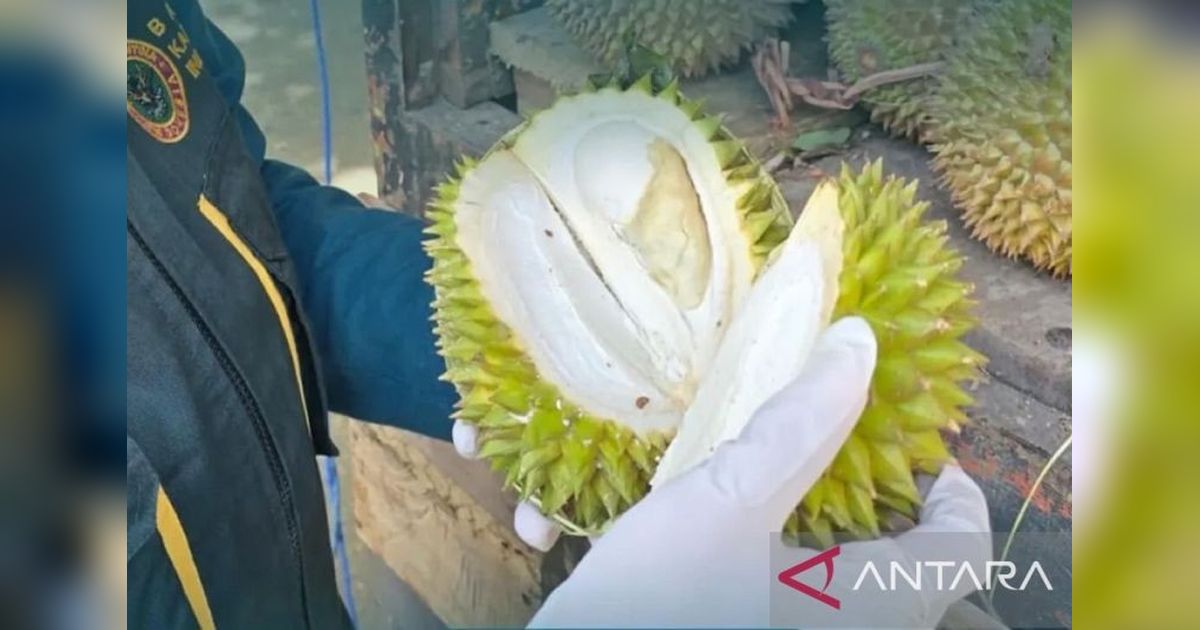 BKHIT Maluku Pastikan Durian Maluku Bebas Hama Penyakit Menuju Sorong