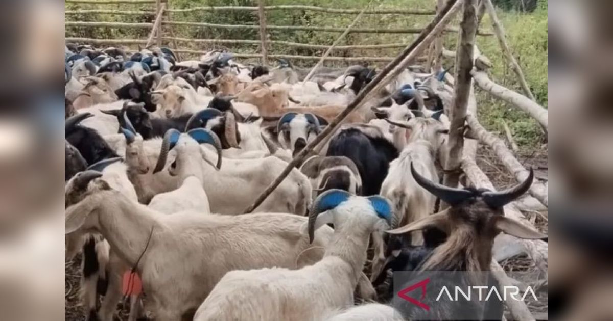 Kesehatan Hewan Kurban Terjamin: BKHIT Maluku Lakukan Pengawasan Intensif