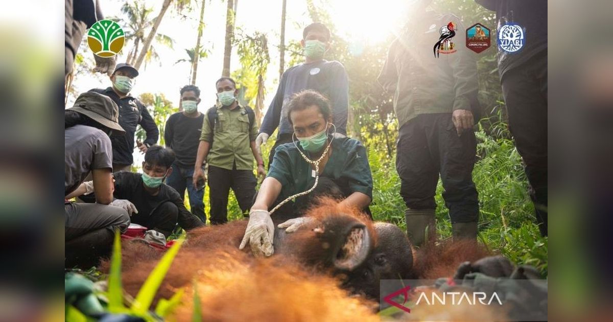 BKSDA dan YIARI Sukses Translokasi Orangutan di Kayong Utara, Redakan Konflik Manusia-Satwa