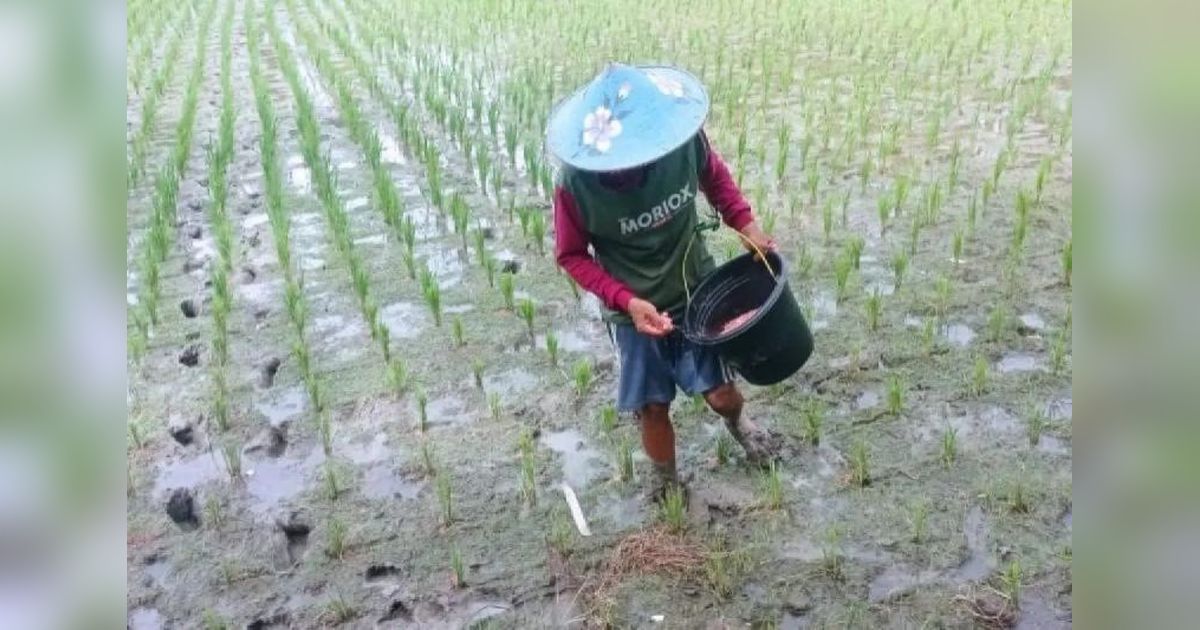 Pupuk Subsidi Lebak Melimpah, Petani Tak Perlu Khawatir Kekurangan Stok