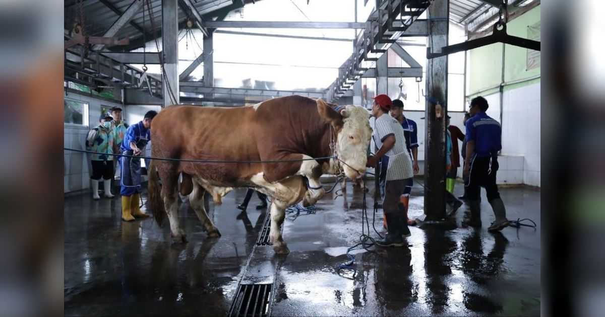 DKPP Kota Bandung Kerahkan 184 Petugas untuk Pemeriksaan Hewan Kurban Idul Adha 2026