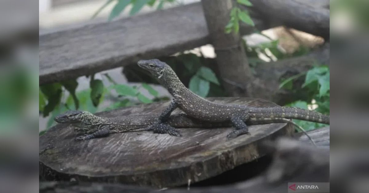 Konservasi Komodo Surabaya: Dari Kandang KBS Menuju Jalan Pulang ke Alam Liar