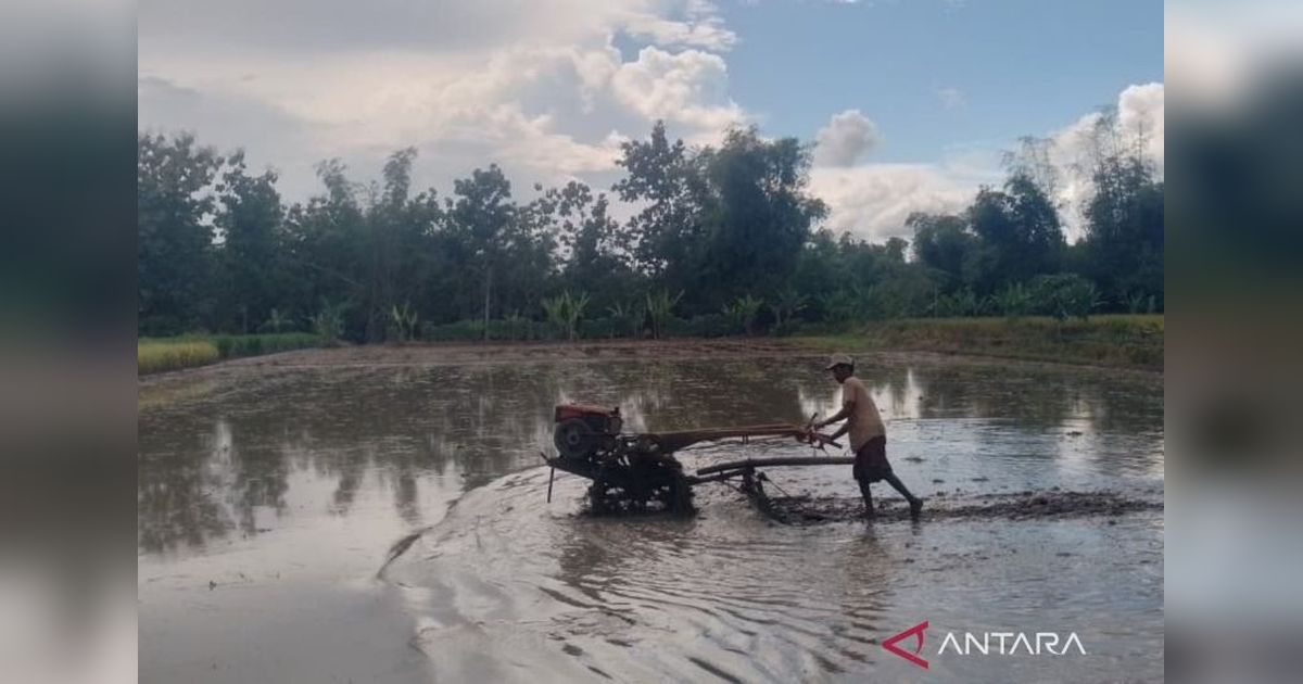 Bantuan Benih Blora: Pemkab Salurkan 1,1 Juta Kg Padi dan Jagung untuk Petani