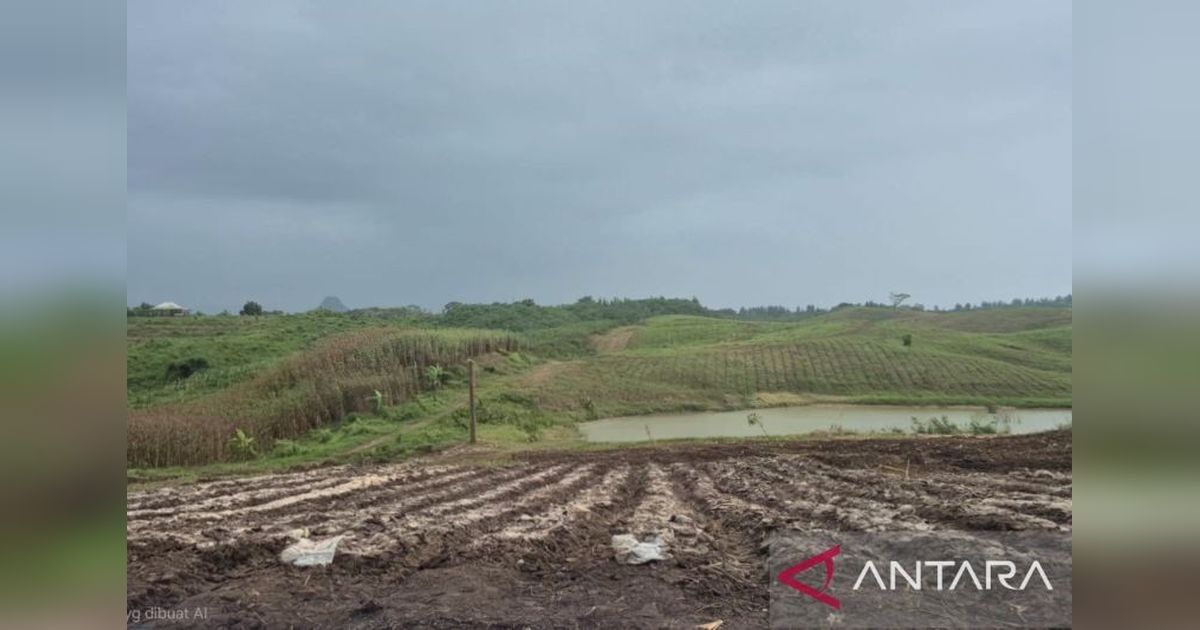 Hadapi El Nino 2026, Bandung Barat Siapkan Strategi Budi Daya Adaptif untuk Ketahanan Pangan