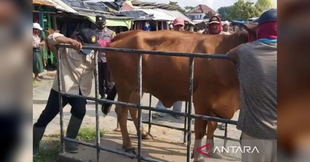 Pemkab Sampang Perketat Pengawasan Kesehatan Hewan Kurban Jelang Idul Adha 1447 H