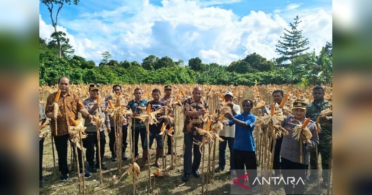 Kolaborasi Pemkab dan Polres Hasilkan 2 Ton Jagung, Perkuat Ketahanan Pangan Teluk Wondama
