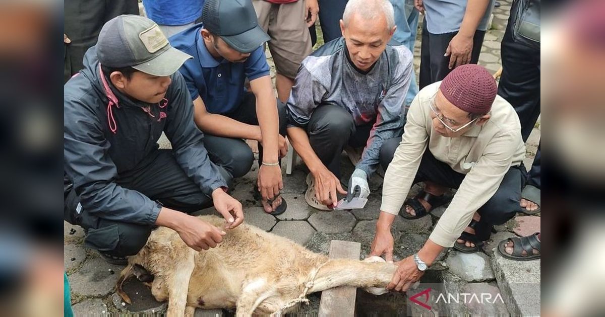Tingkatkan Kompetensi, 50 Peserta Ikuti Pelatihan Penyembelihan Hewan Kurban di Bandongan