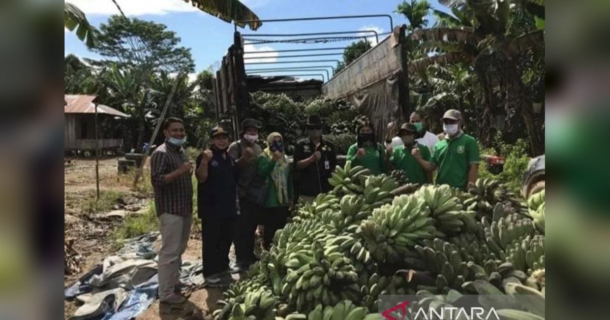 Kaltim Gencarkan Diversifikasi Pangan Lokal Hadapi Ancaman Perubahan Iklim