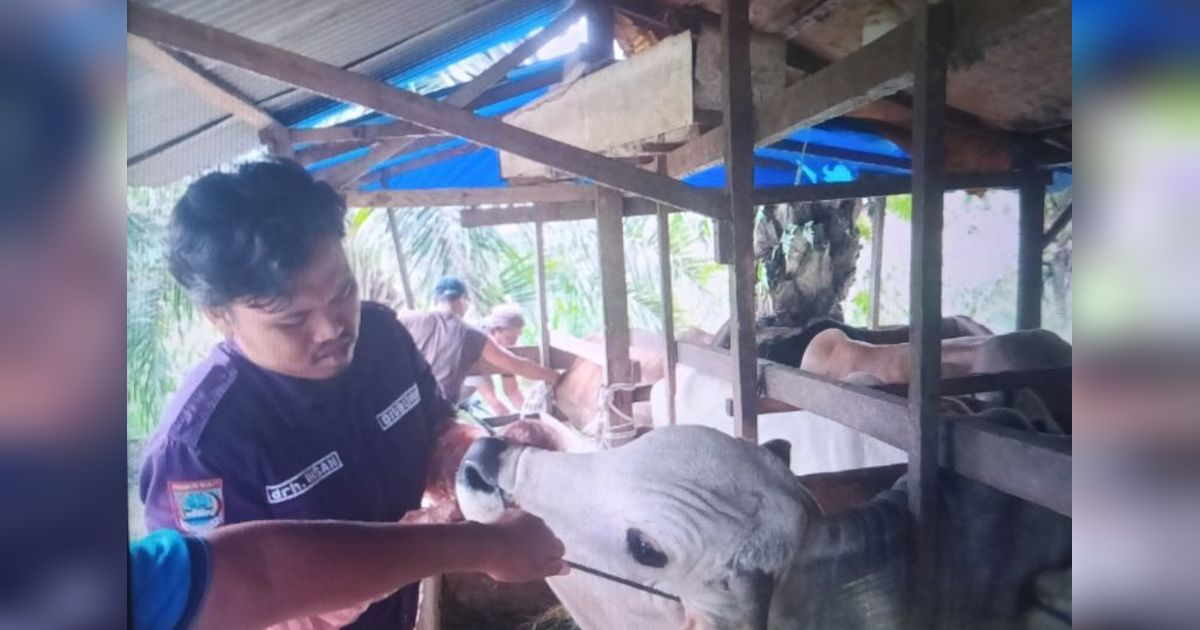 Pemkab Pasaman Barat Gencarkan Pemeriksaan Kesehatan Hewan Kurban Jelang Idul Adha 2026