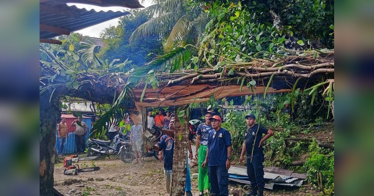 Damkar Ambon Sigap Lakukan Evakuasi Pohon Tumbang Timpa Rumah Warga di Lateri 2