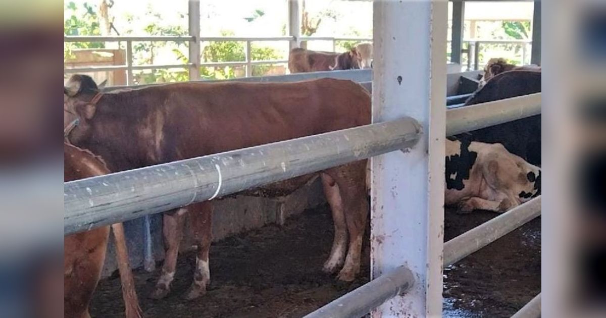 Magetan Gencarkan Program Inseminasi Buatan untuk Dongkrak Populasi Sapi