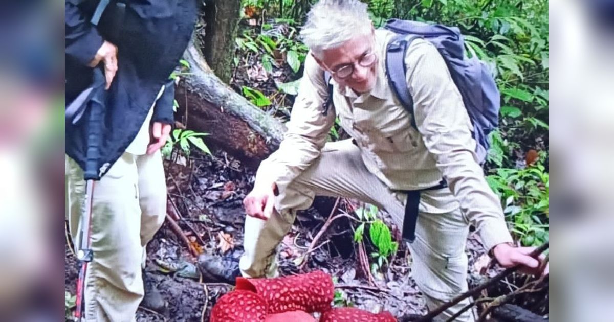 Dua Bunga Rafflesia Arnoldii Mekar Serempak di Hutan Palupuh Agam, Tarik Perhatian Global