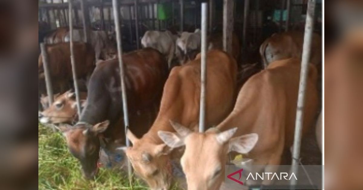Pemkot Banjarmasin Siapkan 2.500 Sapi Kurban untuk Idul Adha 2026, Pastikan Kesehatan Ternak Terjaga