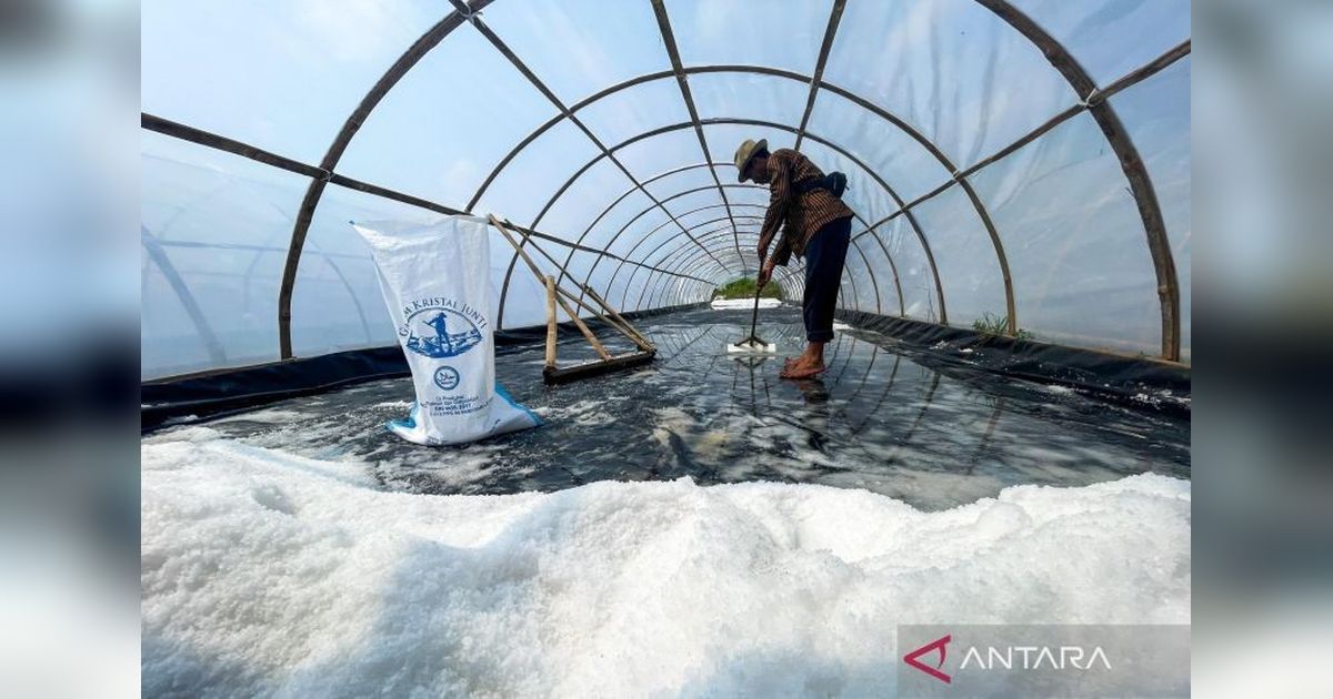 Inovasi Garam Kristal Indramayu: Petani Juntinyuat Panen Melimpah dengan Teknologi Modern