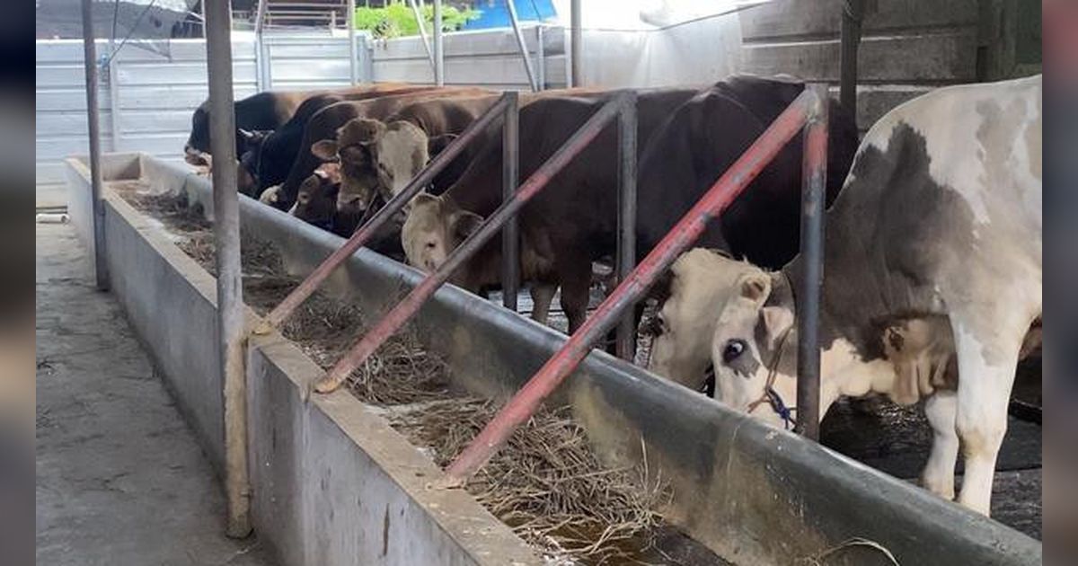 Harga Sapi dan Kambing Kurban Jelang Idul Adha 2026