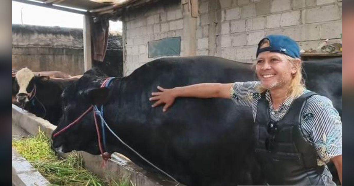 Menengok Sambo, Sapi Seberat 1,5 Ton dari Tangerang Pilihan Presiden Prabowo untuk Berkurban