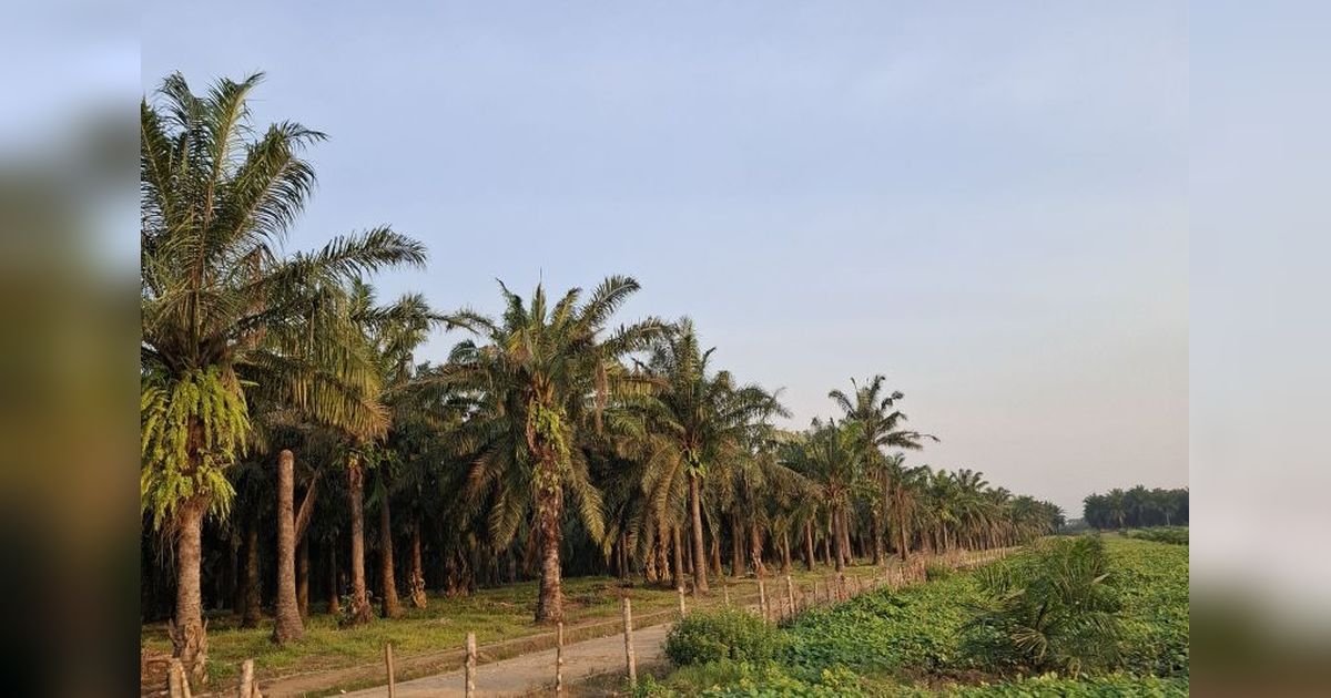 BPDP Siapkan Bantuan Rp1,34 Miliar untuk Tingkatkan Produktivitas Perkebunan Lampung di 2026