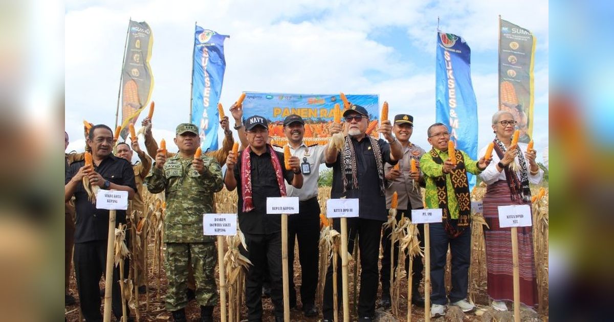 Ketahanan Pangan Ditjenpas NTT: Panen 10 Ton Jagung di Lapas Kupang Dukung Ekonomi Daerah