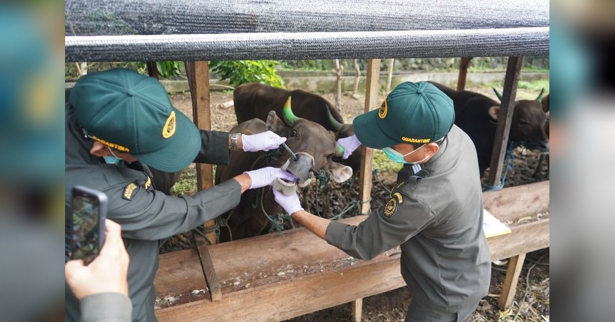 Jelang Idul Adha 1447 H, Karantina Maluku Utara Pastikan Hewan Kurban Sehat dan Bebas Penyakit