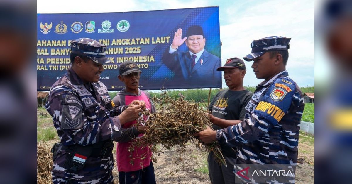 TNI AL Sukses Panen Kedelai Dua hingga Empat Ton, Perkuat Ketahanan Pangan Nasional