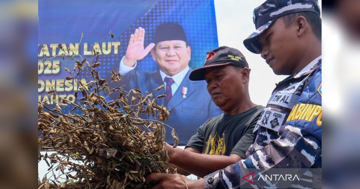 TNI AL Tanam Kedelai Serentak, Perkuat Ketahanan Pangan Nasional