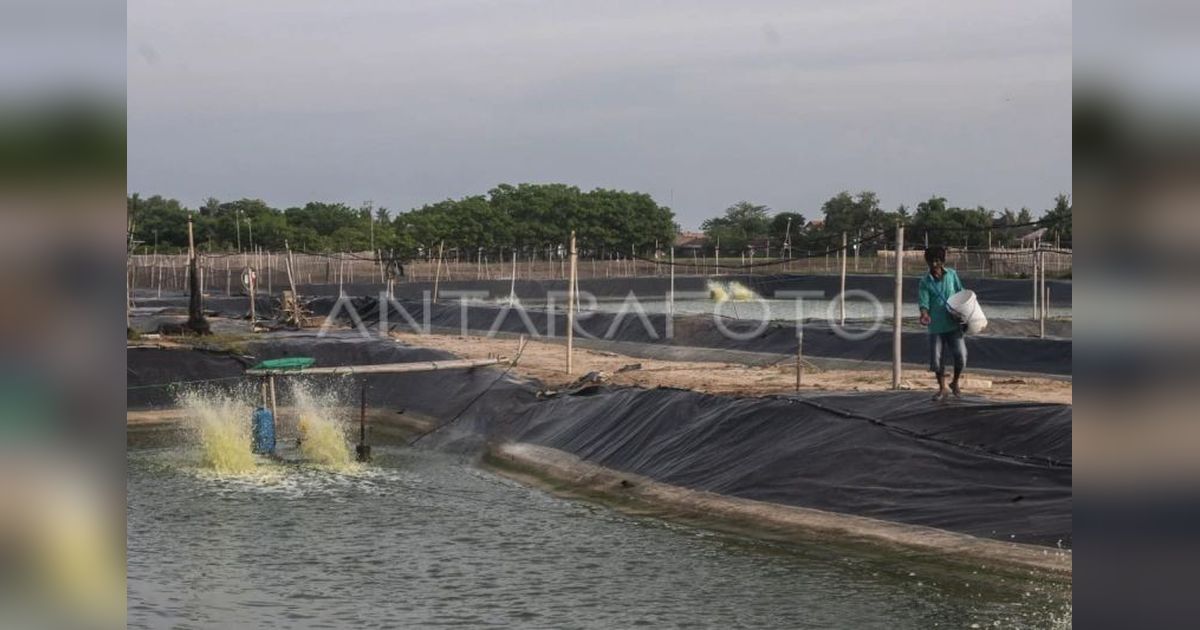 Pemkab Lebak Genjot Ekonomi Masyarakat Pesisir Melalui Pengembangan Tambak Udang Vaname