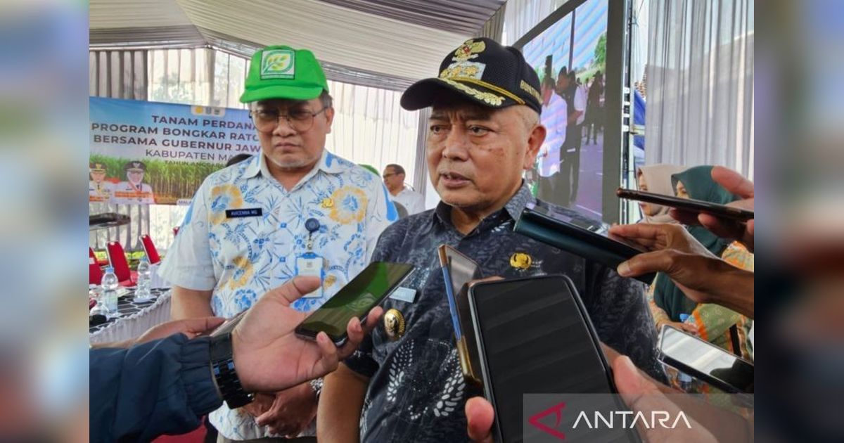 Pemkab Malang Targetkan 7.500 Hektare Bongkar Ratoon Tebu Malang, Dukung Swasembada Gula Nasional