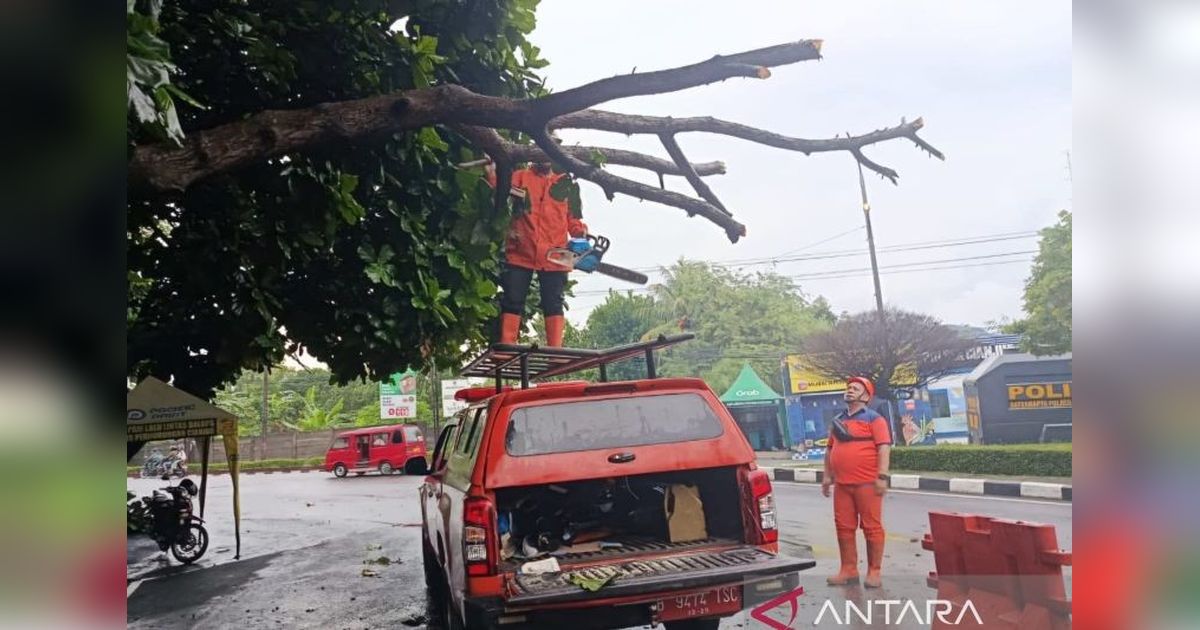 BPBD Cianjur Tangani Cepat Pohon Tumbang di Jalur Protokol, Lalu Lintas Kembali Normal