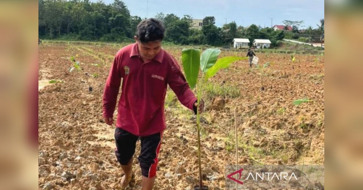 Tiga Pilar Inovatif Kaltim Dorong Pengelolaan Pisang Grecek Sepaku Berkelanjutan