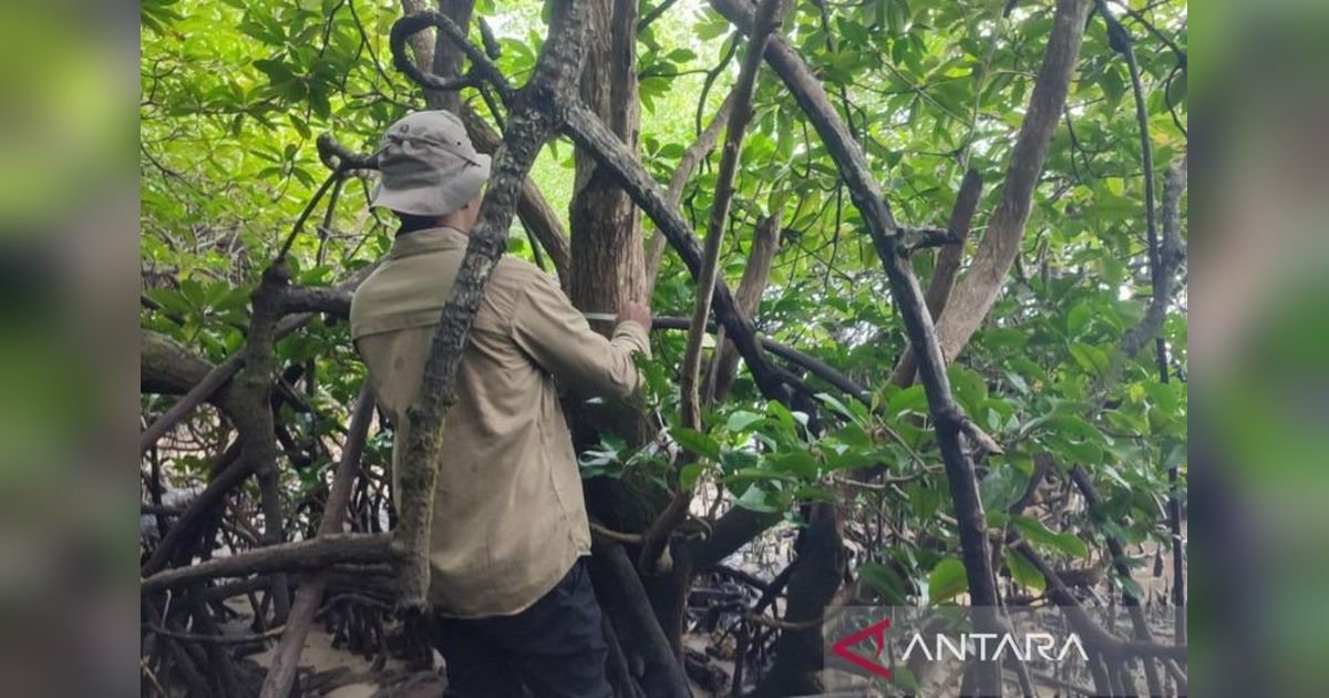 BRIN dan UGM Dorong Perlindungan Mangrove Langka Teluk Balikpapan