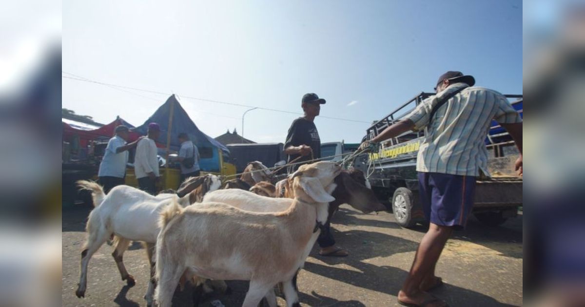Penjualan Hewan Ternak Gunungkidul Meroket Jelang Idul Adha, Disdag Catat Kenaikan Signifikan