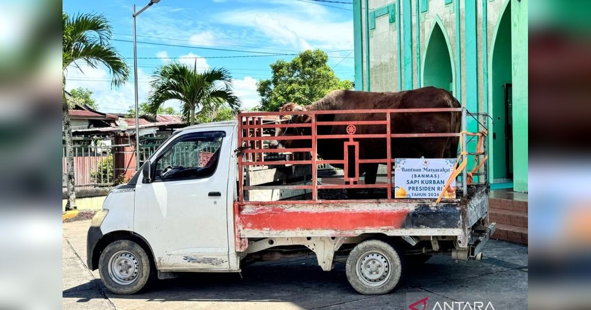 Kaltara Terima Tujuh Sapi Kurban Presiden Prabowo untuk Idul Adha 2026