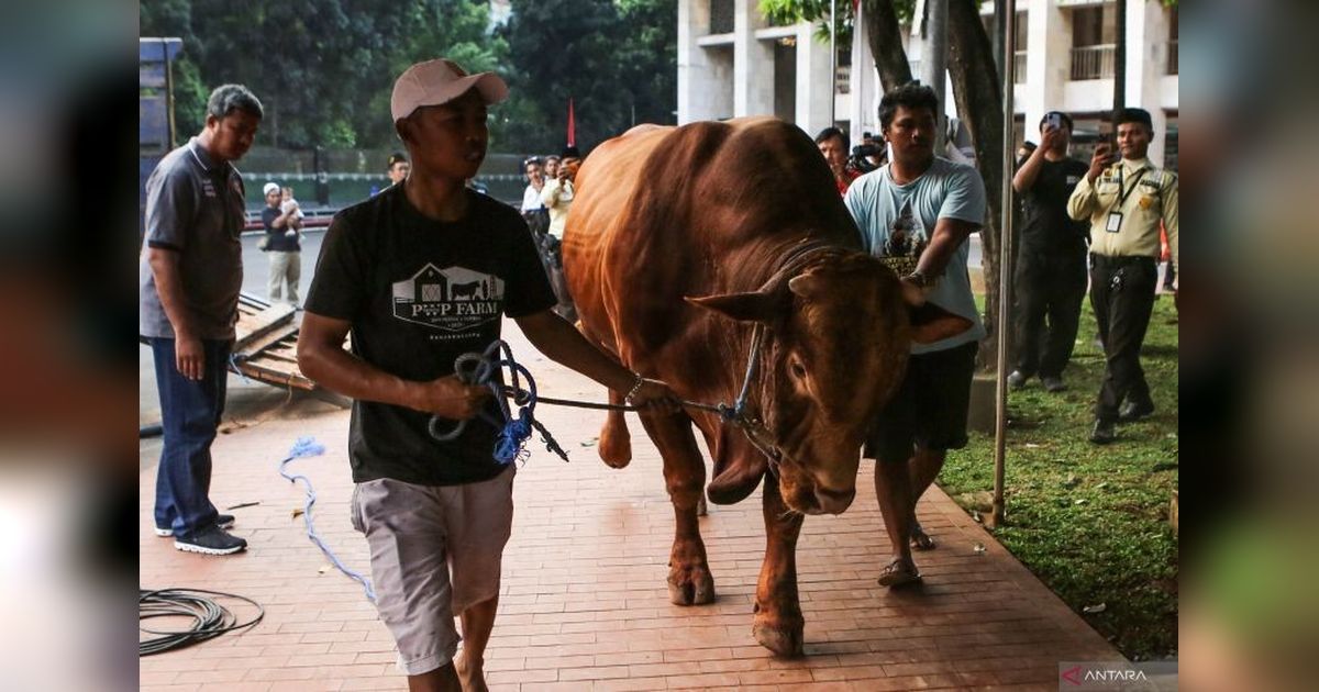 MUI Tegaskan Sapi Qurban Banpres APBN Sah Syariat dan Konstitusi, Luruskan Polemik