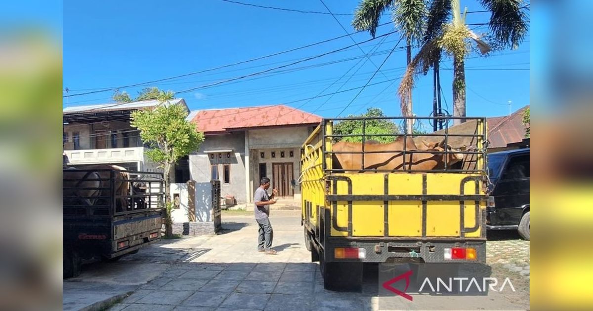 Persediaan Hewan Kurban Aceh Besar Dipastikan Cukupi Kebutuhan Meugang dan Idul Adha