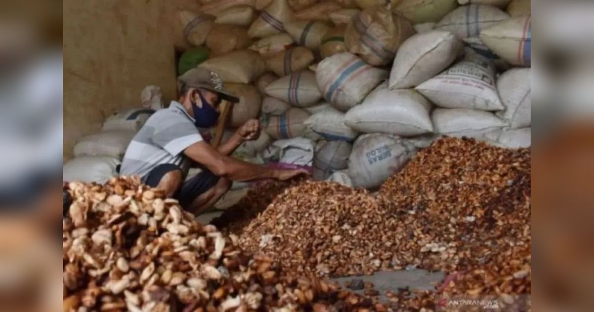 Harga Biji Kakao Melonjak Akibat Penutupan Selat Hormuz dan Penurunan Suplai