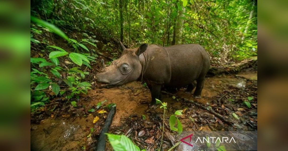 BKSDA Kaltim Gelar Simulasi Transokasi, Jaga Kelestarian Badak Kalimantan dari Kepunahan