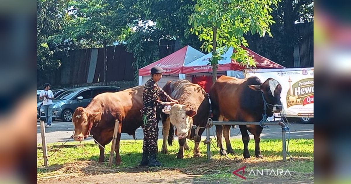 Polemik Banpres Sapi Presiden Prabowo: Legitimasi, Manfaat, dan Kritik yang Mengemuka