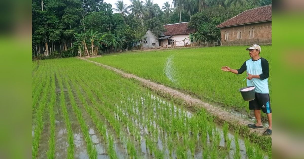 Kabar Baik Petani: Persediaan Pupuk Lebak Aman Hingga Akhir 2026