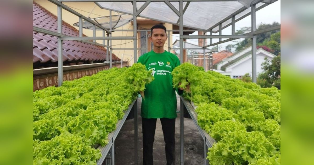 Dari Loteng Sempit, Pemuda Lumajang Wujudkan Kemandirian Pangan Hidroponik