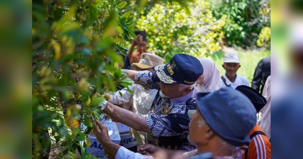 Pemprov Sumbar Perkuat Infrastruktur Sentra Cengkih Solok Demi Tingkatkan Ekonomi Petani