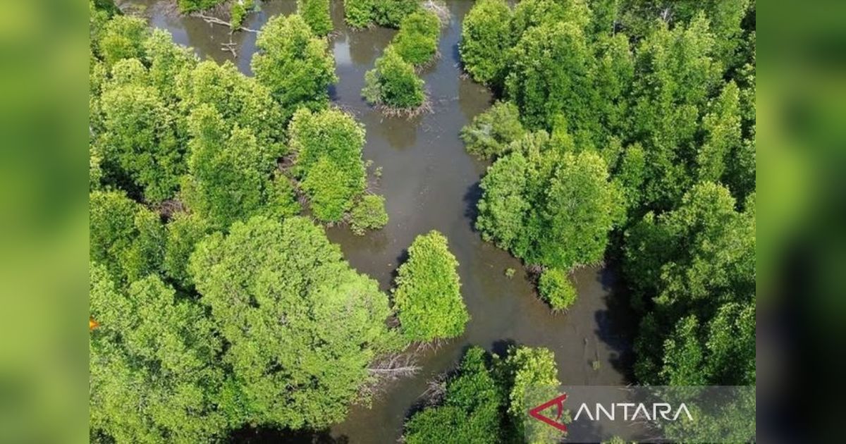 ULM Temukan 14 Spesies Mangrove di Kotabaru, Perkuat Konservasi Lingkungan Pesisir