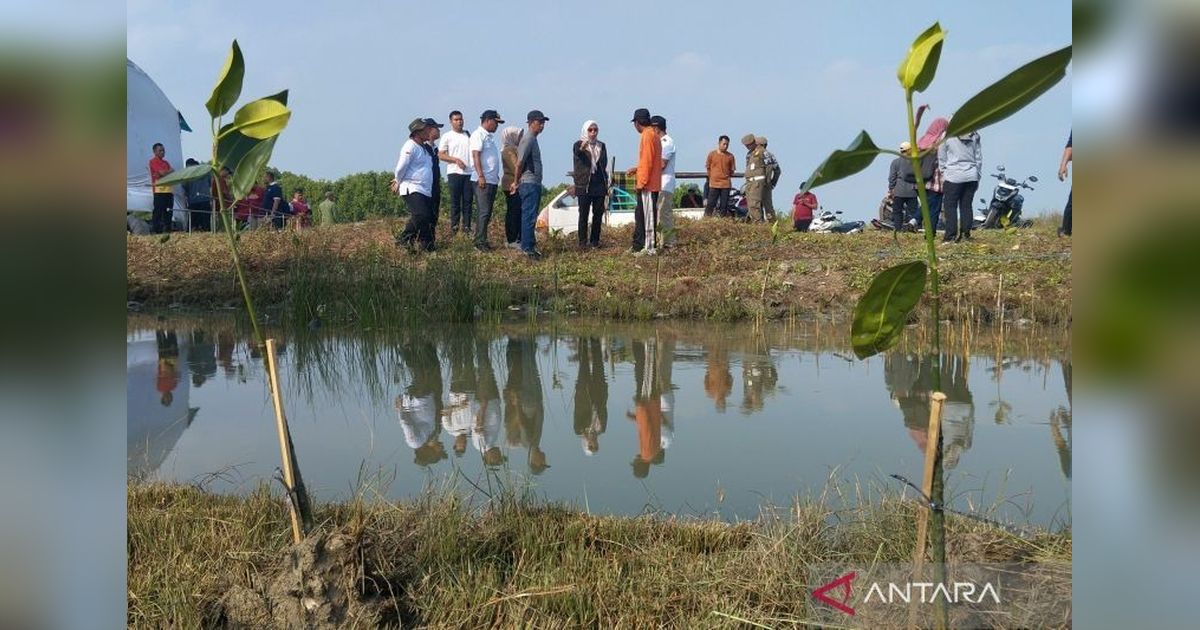 Penanaman Mangrove Demak: Solusi Jangka Panjang Pemkab Atasi Rob dan Abrasi