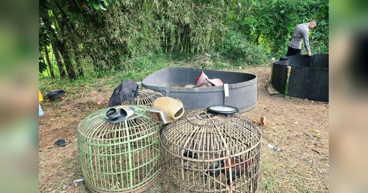 Polisi Bongkar Praktik Judi Sabung Ayam Garut, Amankan Sejumlah Barang Bukti