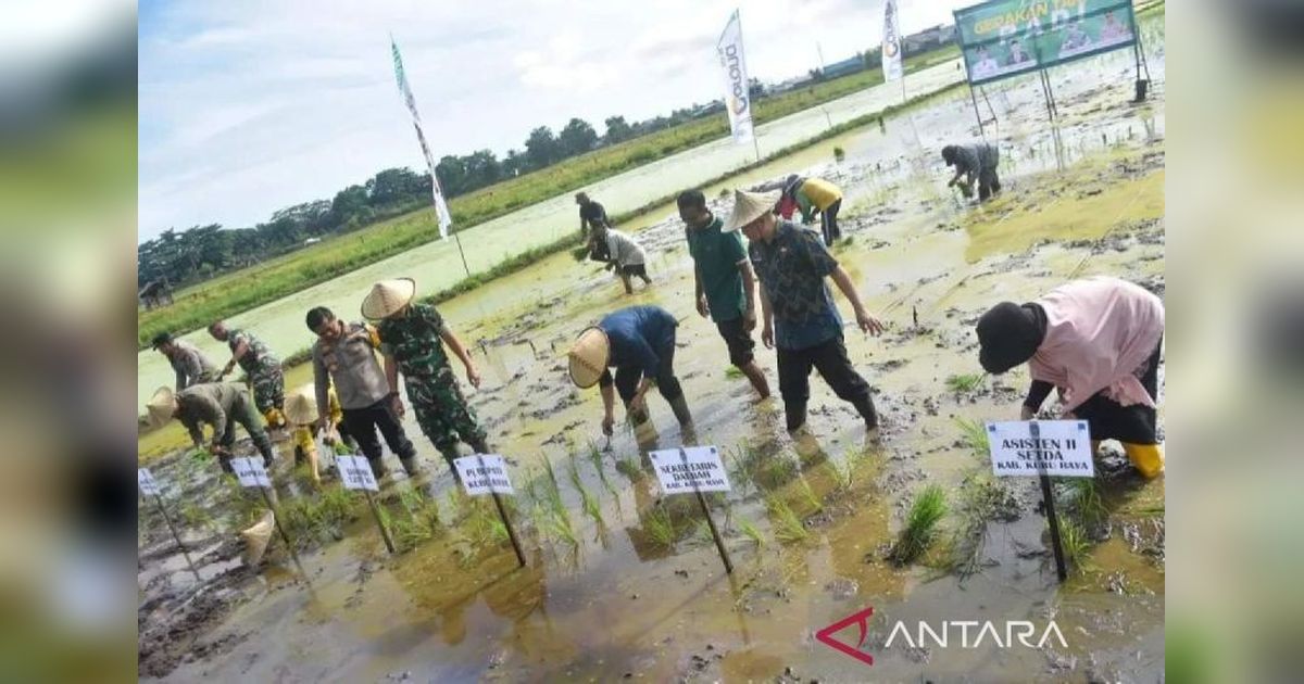 Kubu Raya Genjot Optimalisasi Lahan Food Estate, Targetkan Panen Dua Kali Setahun