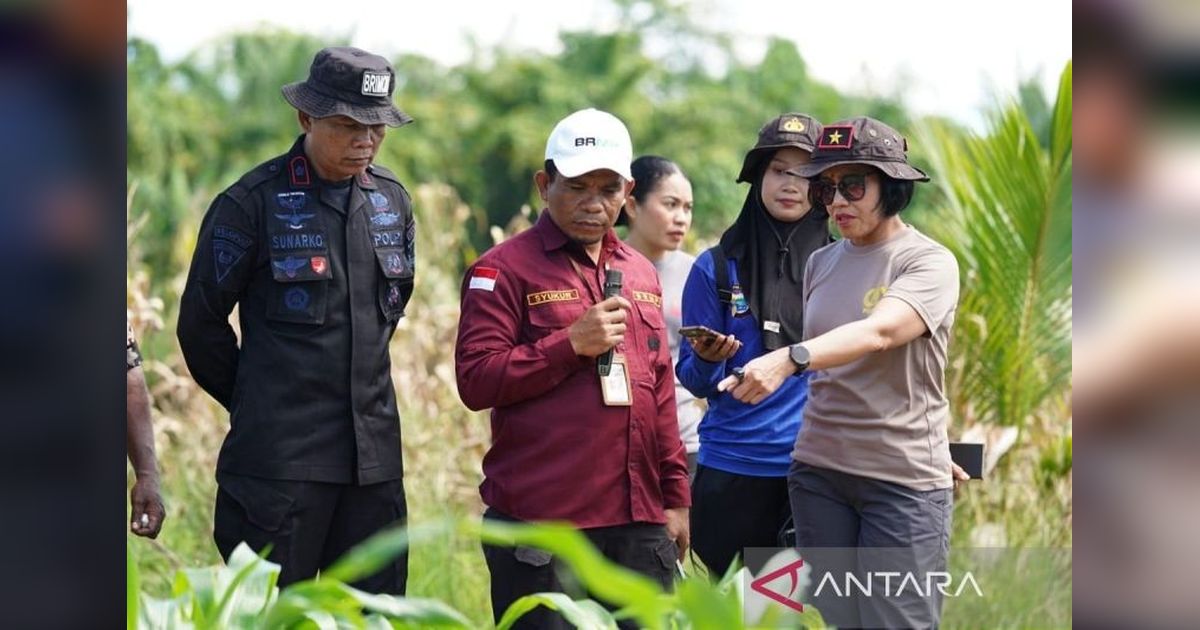 BRMP Papua Barat Kembangkan Benih Jagung, Dorong Kemandirian Pangan Daerah
