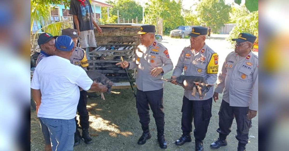 Polda Papua Tengah Tingkatkan Kesejahteraan Peternak Melalui Bantuan Bibit Babi